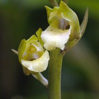 <i>Eulophia nuda</i>  Lindl.